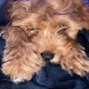 Meet your Posher, Raab